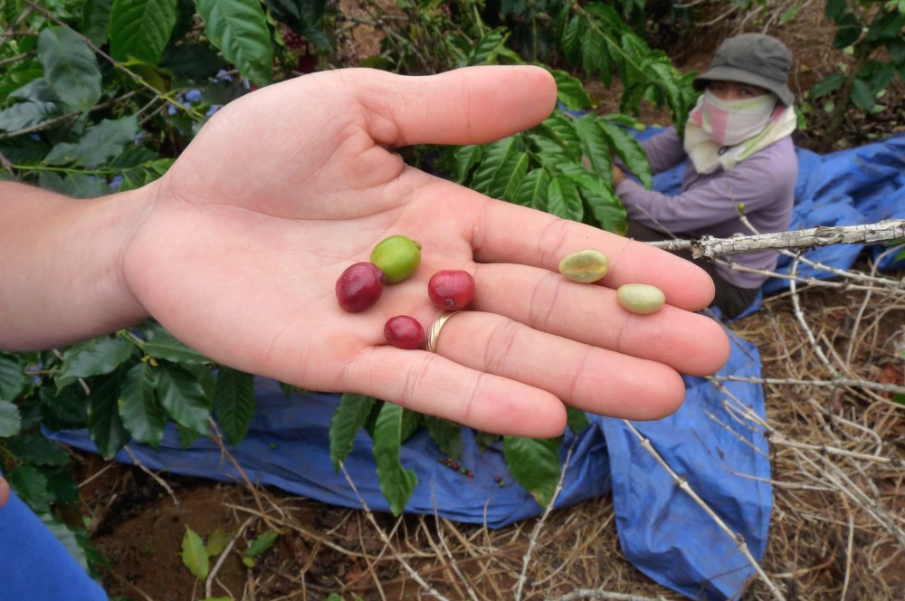 fresh coffee cherries