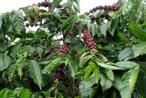 coffee cherries