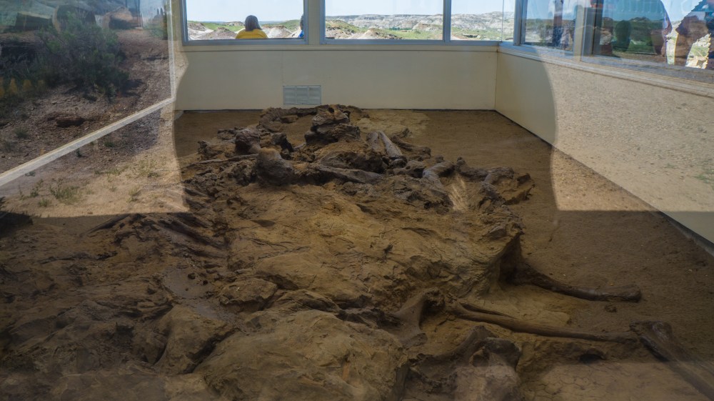 Hadrosaur, or "duck-billed" dinosaur. Skeleton is still where they found it.